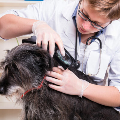 3 Remedies for Ticks and Fleas in Dogs