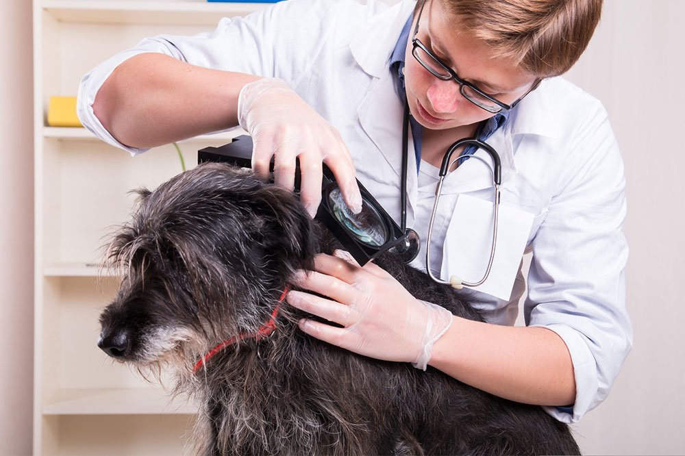 3 Remedies for Ticks and Fleas in Dogs