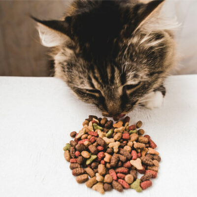 5 Nutrients to Look for When Buying Cat Treats