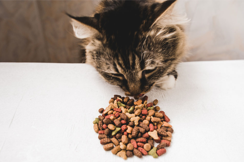 5 Nutrients to Look for When Buying Cat Treats